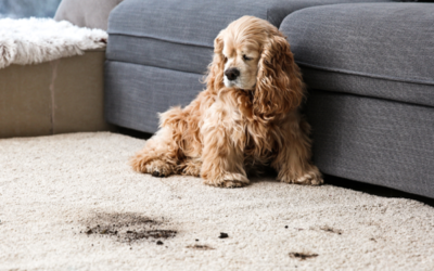 Eco-Friendly Carpet Cleaning: Safe for Families and Pets