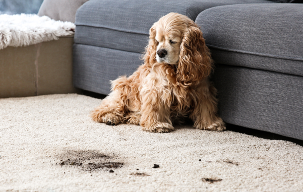 Eco-Friendly Carpet Cleaning: Safe for Families and Pets